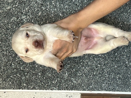 ラブラドール・レトリーバー 犬の販売・譲渡 7258 優しい子ですよ