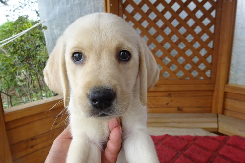 ラブラドール・レトリーバー 犬の販売・譲渡 7259 とっても性格の良い子です。