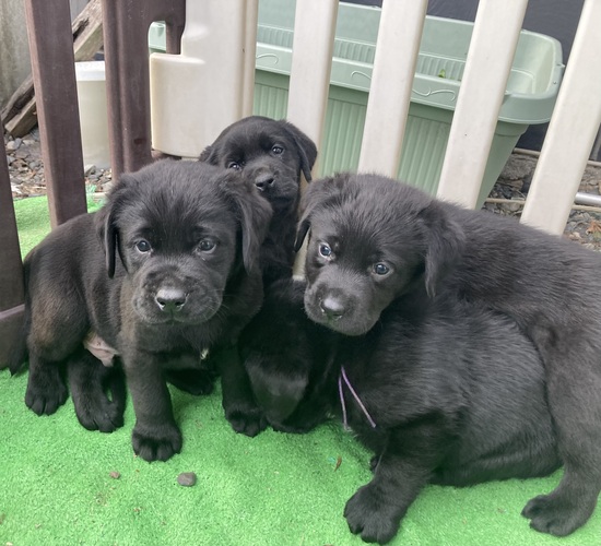 uh[Eg[o[ ̔̔En 7264 b``RR̎e