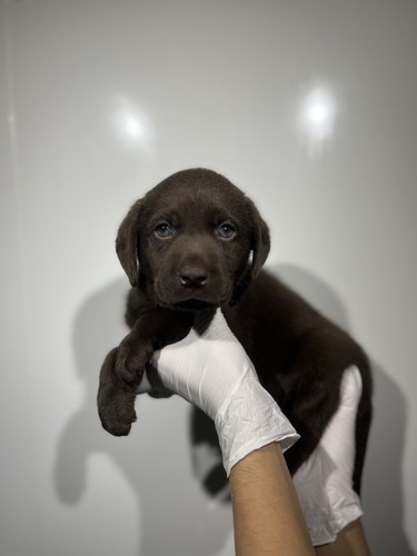 ラブラドール・レトリーバー 犬の販売・譲渡 7265 チョコレート1412