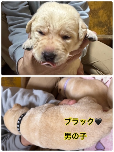 uh[Eg[o[ ̔̔En 7266 uh[go[q