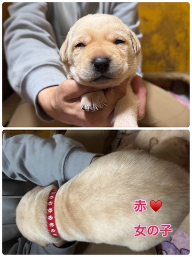 uh[Eg[o[ ̔̔En 7267 uh[go[qA̎q