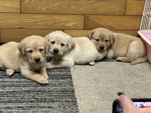 ���u���h�[���E���g���[�o�[ ���̔̔��E���n 7274 ���ʐ^�̓C�G���[�̏��̎q�B�ł��B