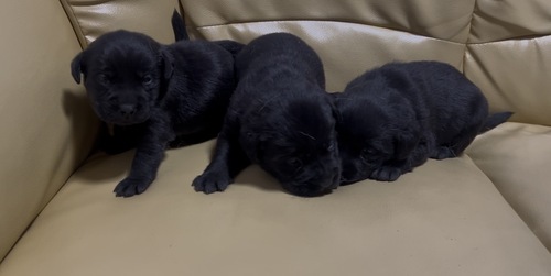 ���u���h�[���E���g���[�o�[ ���̔̔��E���n 7280 ���@�`�����s�I��