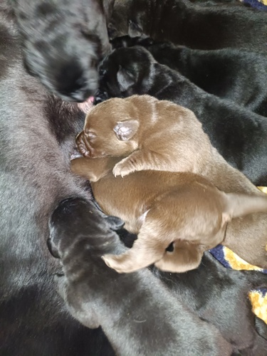 �������u���h�[�����g���o�[�̎q�����a�����܂����B ���̔̔� 7284