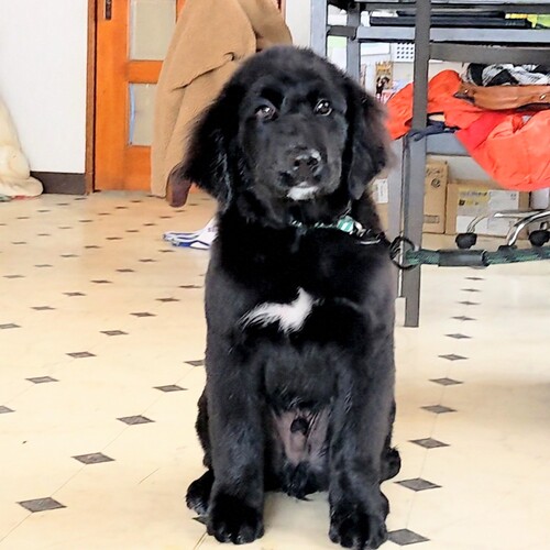 ★ゴルバニ★優しい男の子★ 犬の販売 13072