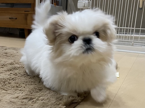 MIX・雑種 犬の販売・譲渡 13224 お問い合わせありがとうございました。