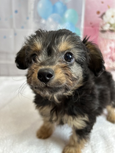 MIX・雑種 犬の販売・譲渡 13255 ブラック&タンのチワプー君!