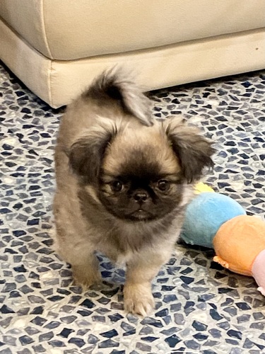 MIX・雑種 犬の販売・譲渡 13264 まんまる顔の可愛い子 ペキ&チワワ