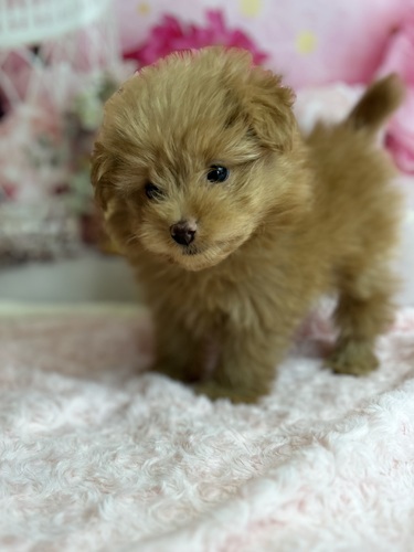 MIX・雑種 犬の販売・譲渡 13267 激かわちゃん!マルプー君です!