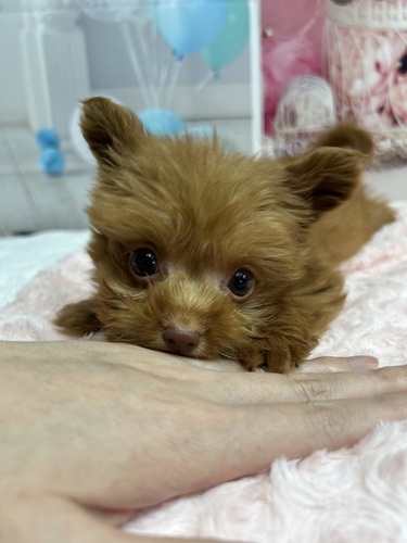 MIX・雑種 犬の販売・譲渡 13268 ぱっちり目のチワプー君!