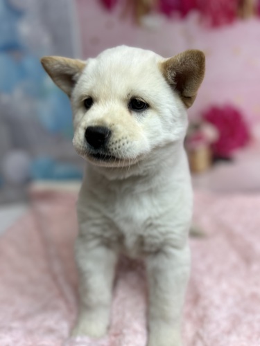 MIX・雑種 犬の販売・譲渡 13270 サモエド×チャウチャウMIX 男の子7804