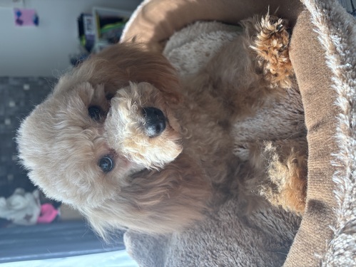MIX・雑種 犬の販売・譲渡 13272 ハバニーズ×Tプードル