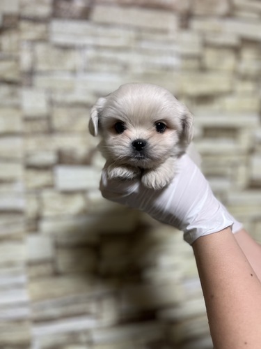MIX・雑種 犬の販売・譲渡 13282 天使のようなペキマル君