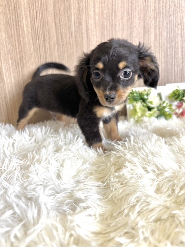 MIX・雑種 犬の販売・譲渡 13284 チワックス男の子