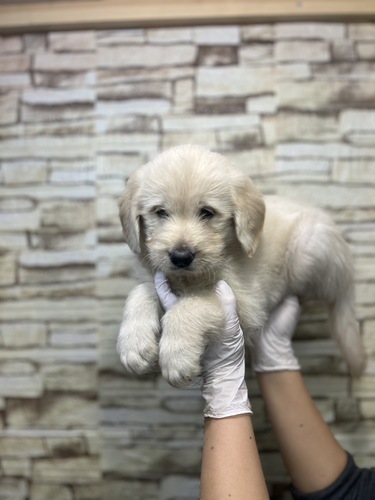 MIX・雑種 犬の販売・譲渡 13286 ラブラドゥードル 男の子