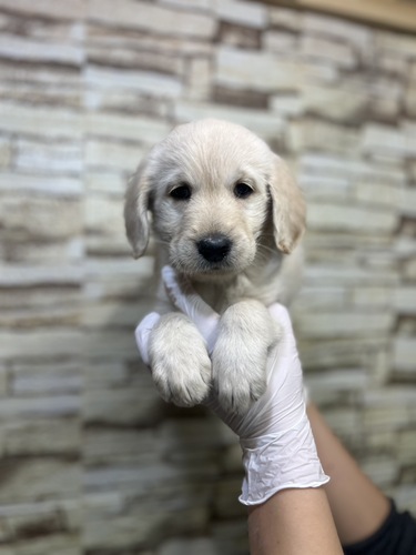 MIX・雑種 犬の販売・譲渡 13287 ラブラドゥードル女の子
