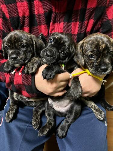 MIX・雑種 犬の販売・譲渡 13289 元気いっぱいの子犬達