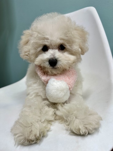 MIX・雑種 犬の販売・譲渡 13296 可愛いビションプーの女の子