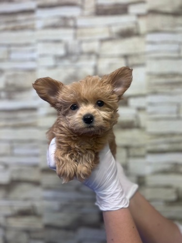 MIX・雑種 犬の販売・譲渡 13304 つぶらな瞳のチワプーちゃん女の子!