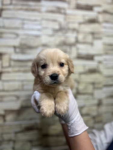 MIX・雑種 犬の販売・譲渡 13306 ゴールデンドゥードルのパピーちゃん