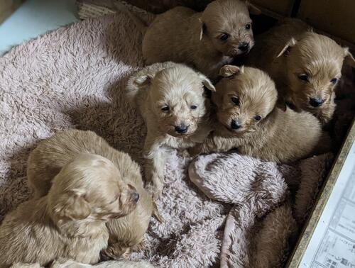 MIX・雑種 犬の販売・譲渡 13308 可愛い、元気なポメプーちゃん