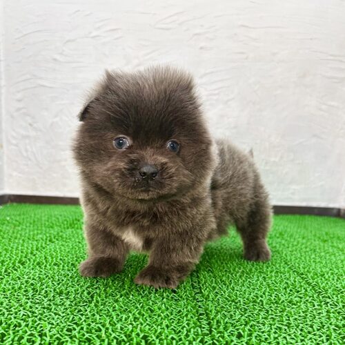 MIX・雑種 犬の販売・譲渡 13309 チャウチャウ×ペキニーズ