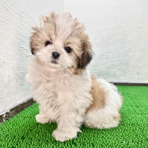 MIX・雑種 犬の販売・譲渡 13310 シーズー×マルビション
