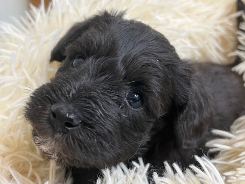 MIX・雑種 犬の販売・譲渡 13313 シュナプー
