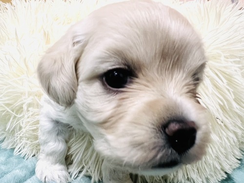 MIX・雑種 犬の販売・譲渡 13314 コッカション