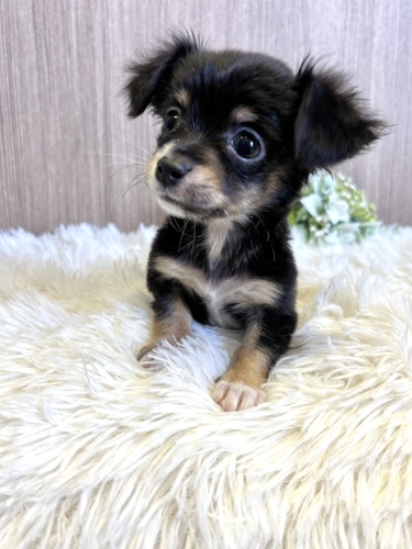 MIX・雑種 犬の販売・譲渡 13320 チワックス男の子