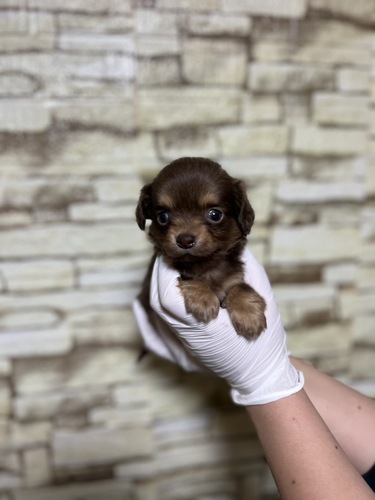 MIX・雑種 犬の販売・譲渡 13322 チワックス女の子
