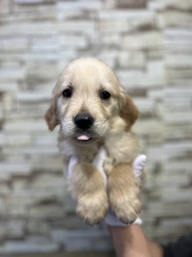 MIX・雑種 犬の販売・譲渡 13324 ゴールデンドゥードルの男の子1973