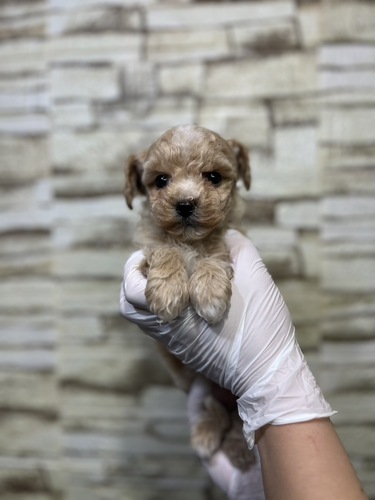 MIX・雑種 犬の販売・譲渡 13326 可愛らしいチワプーちゃん