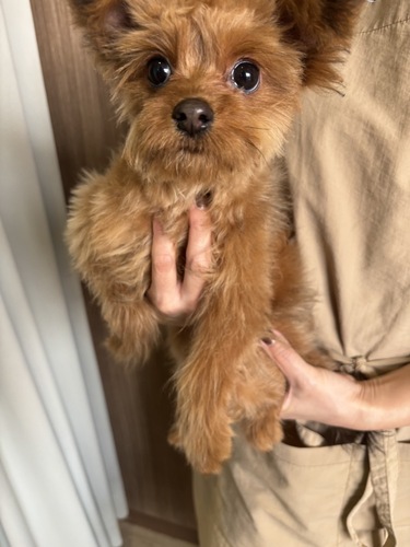 MIX・雑種 犬の販売・譲渡 13327 ポメプー男の子レッド