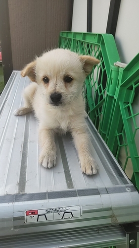 MIX・雑種 犬の販売・譲渡 13330 豆マル男の子込み込み価格です