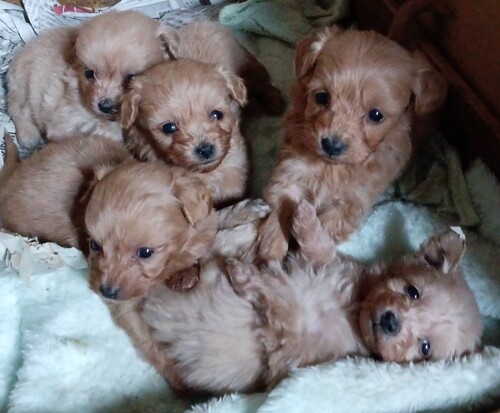 MIX・雑種 犬の販売・譲渡 13333 可愛いポメプーの男の子を格安で