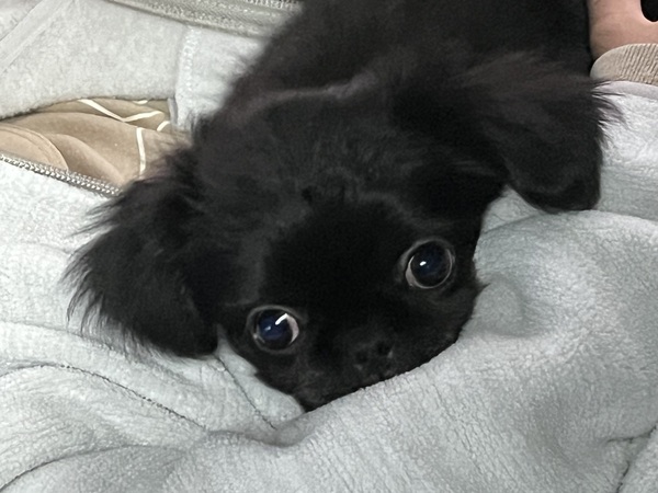 ペキち 犬の販売 13334
