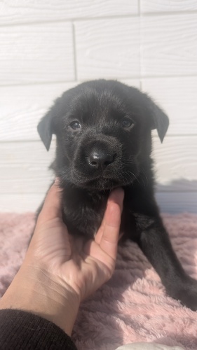MIX・雑種 犬の販売・譲渡 13337 ラブボーダー 男の子