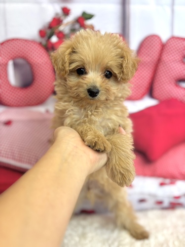 MIX・雑種 犬の販売・譲渡 13339 可愛いポメプー男の子!