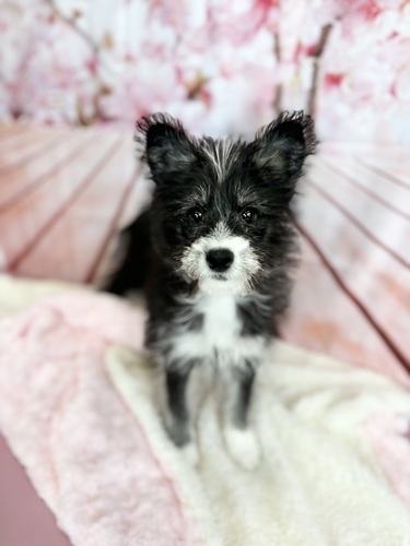 MIX・雑種 犬の販売・譲渡 13340 ビション×ハスキーMIX 女の子