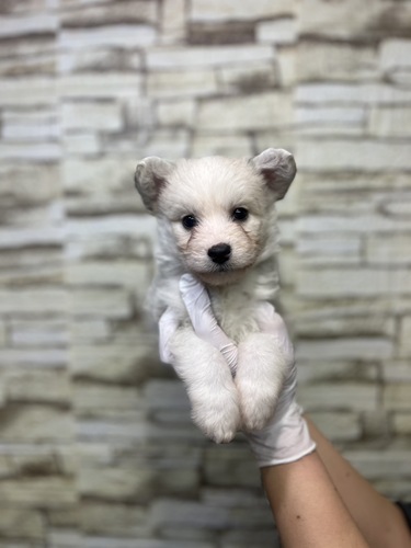MIX・雑種 犬の販売・譲渡 13342 ビション×ハスキーMIX男の子9926