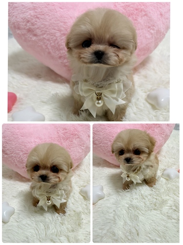 MIXEG  ̔̔En 13346 ܂܂딚у}v[Baby