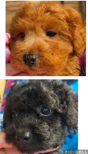 MIX・雑種 犬の販売・譲渡 13350 チワプー男の子ブラックとアプリ女の子