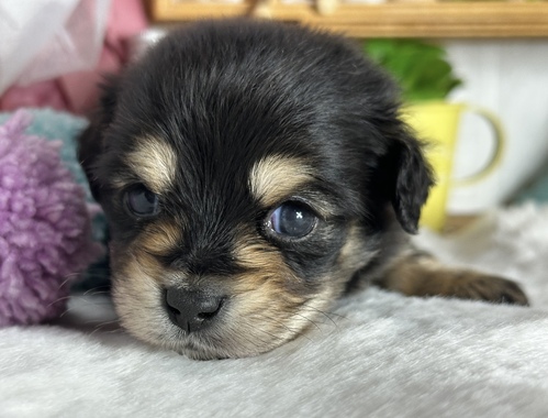 MIX・雑種 犬の販売・譲渡 13351 ご縁に感謝♪