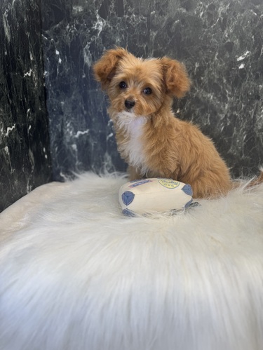 MIX・雑種 犬の販売・譲渡 13353 チワプーちゃん。