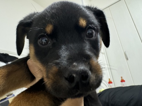 MIX・雑種 犬の販売・譲渡 13358 超甘えん坊BOY、ロットワイラー、ドーベルマン