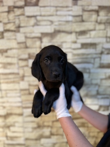 MIX・雑種 犬の販売・譲渡 13359 ワイマラナー×ラブラドールmix4703