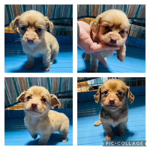 MIX・雑種 犬の販売・譲渡 13363 チワックス