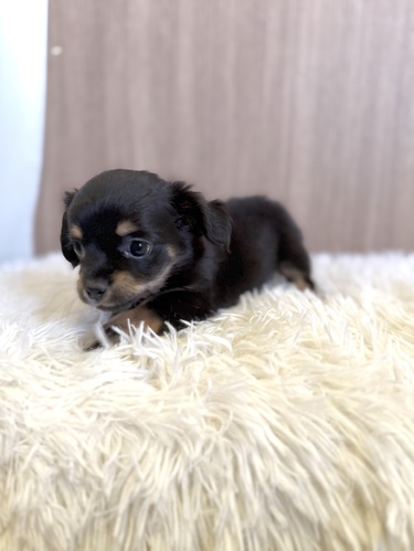 MIX・雑種 犬の販売・譲渡 13370 チワックス 男の子